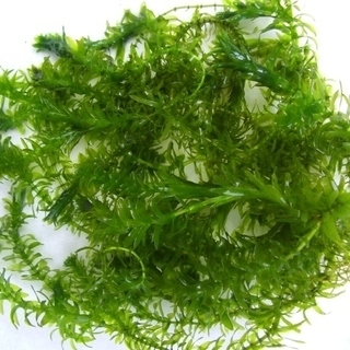 アナカリス　金魚藻