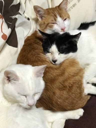 人懐っこい3匹の猫です 犬みたいに待ても出来ます しつけは完璧です 飼いやすい猫です 龍 和泉の猫の里親募集 ジモティー 人懐っこい3匹の猫です 犬みたいに待ても出来ます しつけは完璧です 飼いやすい猫です 龍 和泉の猫の里親募集 ジモティー