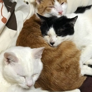 人懐っこい3匹の猫です。(^^)犬みたいに待ても出来ます。しつけ...