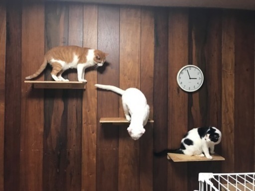 人懐っこい3匹の猫です 犬みたいに待ても出来ます しつけは完璧です 飼いやすい猫です 龍 和泉の猫の里親募集 ジモティー 人懐っこい3匹の猫です 犬みたいに待ても出来ます しつけは完璧です 飼いやすい猫です 龍 和泉の猫の里親募集 ジモティー