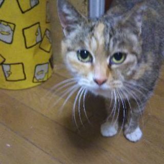 子育てを終えたキジ三毛のさつきちゃん