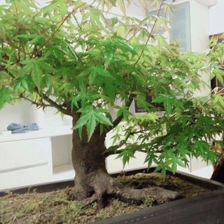 みんなが羨む盆栽