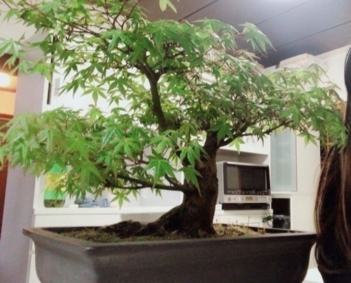 みんなが羨む盆栽 - 群馬県の生活雑貨 