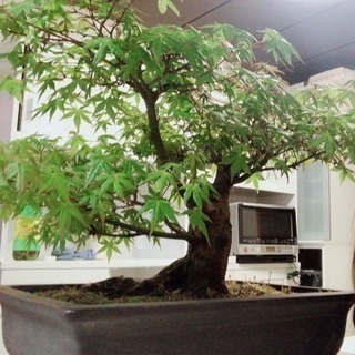 みんなが羨む盆栽