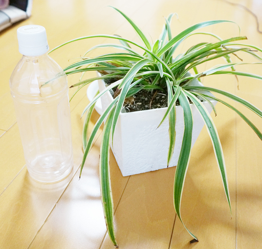 オリヅルラン抜き苗観葉植物 インテリア (ねこすけ) 大橋のその他の