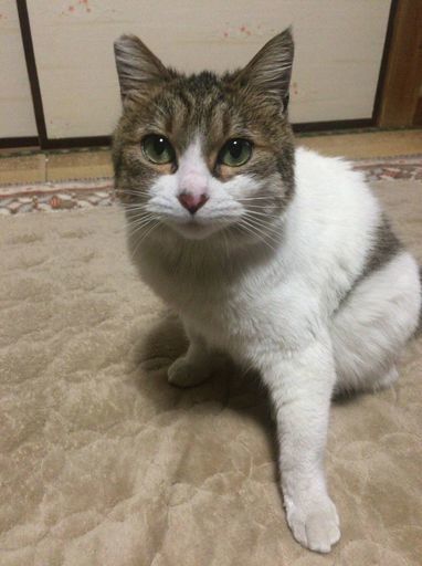 保護猫 3歳女の子 人懐っこい性格 既に家猫生活に慣れています あいとみ 川崎の猫の里親募集 ジモティー 保護猫 3歳女の子 人懐っこい性格 既に家猫生活に慣れています あいとみ 川崎の猫の里親募集 ジモティー