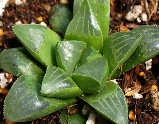 ｃ 抜き苗ハオルチア多肉ハオルシア植物 ねこすけ 高宮のその他の中古あげます 譲ります ジモティーで不用品の処分