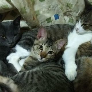 野良猫３兄弟です − 福島県