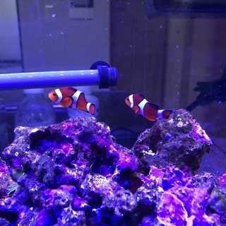 海水魚 飼育セット 熱帯魚