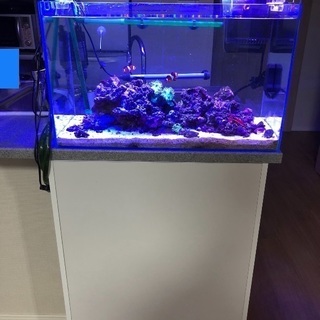 海水魚 飼育セット 熱帯魚 比嘉 大阪のその他の中古あげます 譲ります ジモティーで不用品の処分 海水魚 飼育セット 熱帯魚 比嘉 大阪のその他の中古あげます 譲ります ジモティーで不用品の処分