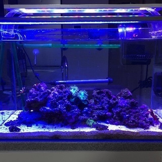 海水魚 飼育セット 熱帯魚
