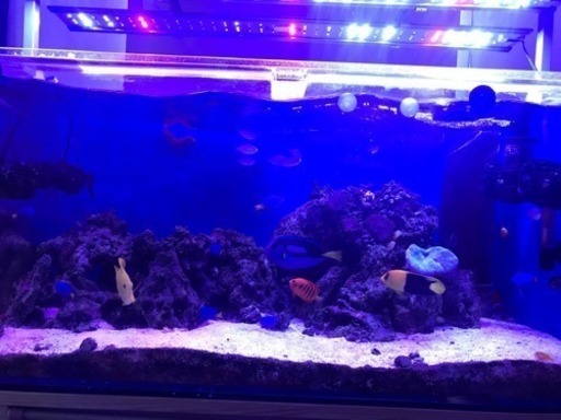 海水魚、ライブロックのバラ売り