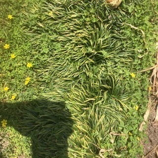 玉竜 タマリュウ  雑草付き
