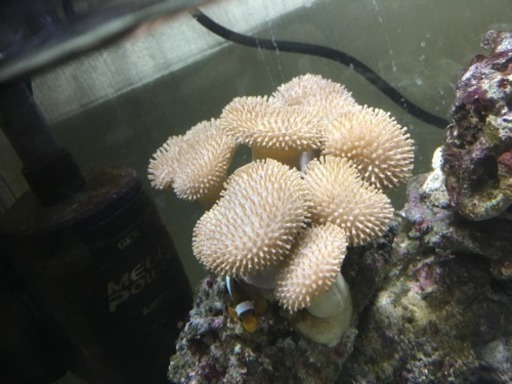 海水魚 ウミキノコ