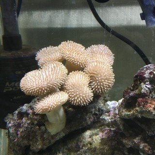 海水魚 ウミキノコ