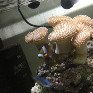海水魚 ウミキノコ