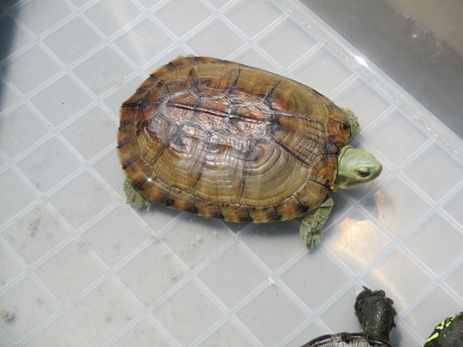 沖縄県久米島産イシガメ しるばー 武蔵大和のその他の里親募集 ジモティー