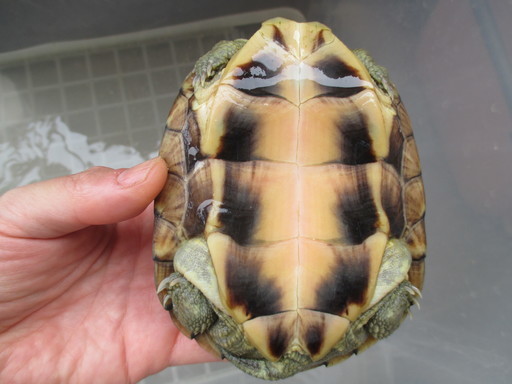沖縄県久米島産イシガメ しるばー 武蔵大和のその他の里親募集 ジモティー