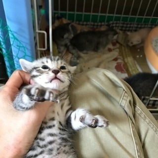 もうすぐ離乳の2匹です − 佐賀県