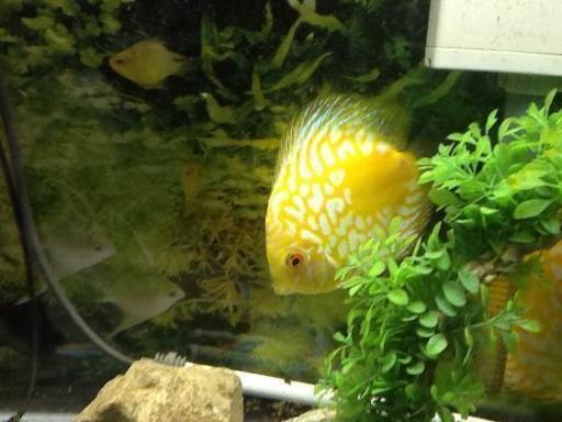 楽天市場】ワイルド ディスカス（熱帯魚・アクアリウム｜ペット
