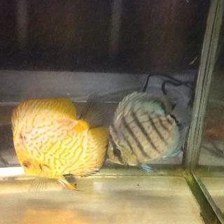 ディスカス4匹、ランチュウ2匹、水槽 一式 注文 