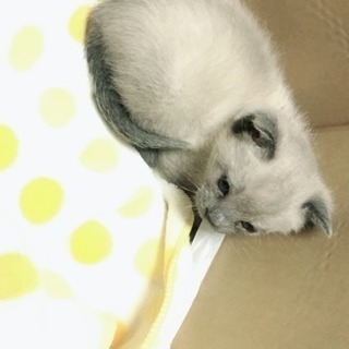 生後約一ヶ月の子猫の里親さん募集 - 鹿嶋市