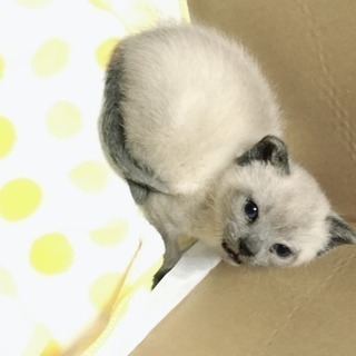 生後約一ヶ月の子猫の里親さん募集の画像