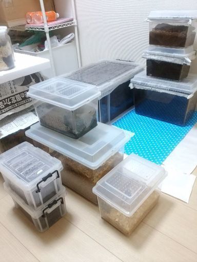 ペット用品？水槽？カブトムシ、クワガタの飼育用品と生体多数