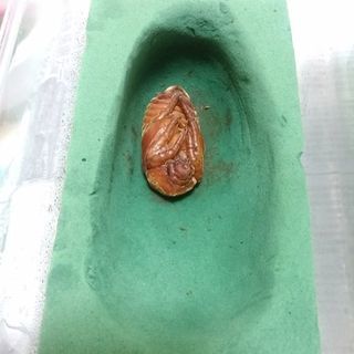 ペット用品？水槽？カブトムシ、クワガタの飼育用品と生体多数