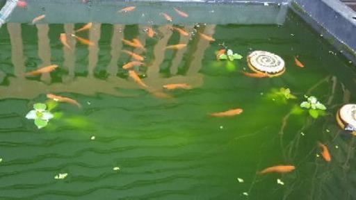 グリーンウォーター針子 稚魚に ペットボトル2本分めだかに 青水 トラちゃん 寝屋川のその他の中古あげます 譲ります ジモティーで不用品の処分 グリーンウォーター針子 稚魚に ペットボトル2本分めだかに 青水 トラちゃん 寝屋川のその他の中古あげます 譲ります ジモティーで不用品の処分
