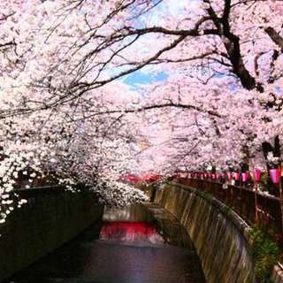 5月6日(日) 「桜を見に行こう＆桜色のロゼスパークリングワイン...