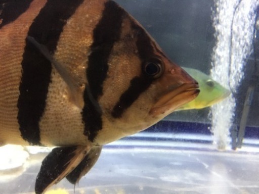 ねったい魚屋 神戸市西区 熱帯魚 水槽 引取します はる 明石のその他のペットの無料広告 無料掲載の掲示板 ジモティー ねったい魚屋 神戸市西区 熱帯魚 水槽 引取します はる 明石のその他のペットの無料広告 無料掲載の掲示板 ジモティー