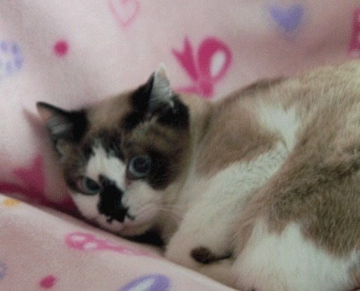 ブルーの瞳 シャム三毛のシャムコちゃん のんちゃん 藤沢の猫の里親募集 ジモティー ブルーの瞳 シャム三毛のシャムコちゃん のんちゃん 藤沢の猫の里親募集 ジモティー