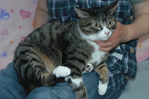 大人しく甘えん坊だけど臆病のコーちゃん。 (のんちゃん) 藤沢の猫の 