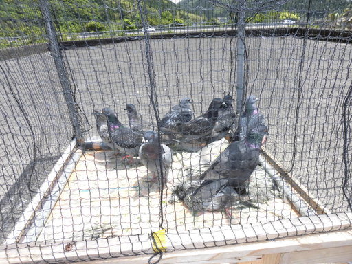 かめさわはと捕獲 鳩捕獲専門業者 九州一円出張可能 鳩よけネット設置 鹿児島県霧島市の鳩捕獲業者 宮崎県の鳩駆除業者 かめさわ 嘉例川の便利屋の無料広告 無料掲載の掲示板 ジモティー かめさわはと捕獲 鳩捕獲専門業者 九州一円出張可能 鳩よけネット設置 鹿児島県霧島市の鳩捕獲業者 宮崎県の鳩駆除業者 かめさわ 嘉例川の便利屋の無料広告 無料掲載の掲示板 ジモティー