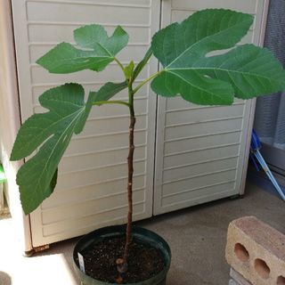 千葉県の中古イチジクが無料 格安で買える ジモティー