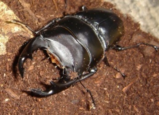 オオクワガタ  特大ペア