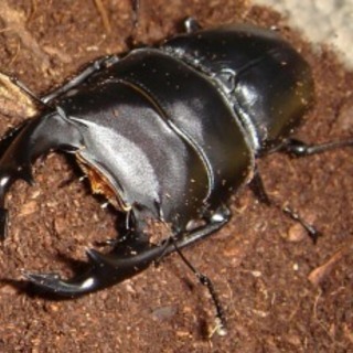 オオクワガタ  特大ペア