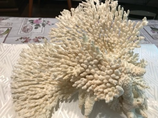 珊瑚