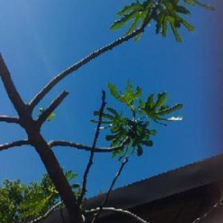 イチジクの木　（毎年実が生りました）