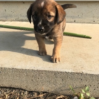 再投稿です ウニ 伊勢崎の犬の里親募集 ジモティー 再投稿です ウニ 伊勢崎の犬の里親募集 ジモティー