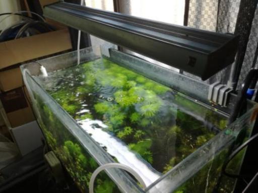【配達可能】水草水槽セット 水槽台 ライト フィルター
