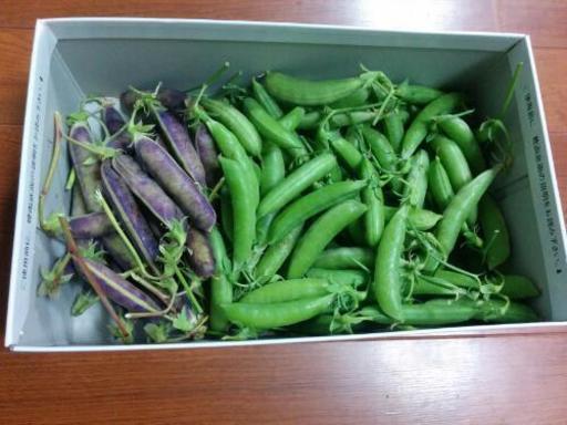 無農薬有機栽培 エンドウ豆 ツタンカーメン 850ｇ ゆりピン 富田林のその他の中古あげます 譲ります ジモティーで不用品の処分