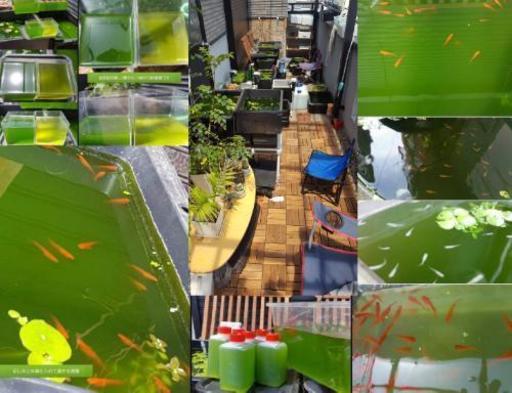 グリーンウォーター500mlめだか針子稚魚に トラちゃん 萱島のその他の中古あげます 譲ります ジモティーで不用品の処分