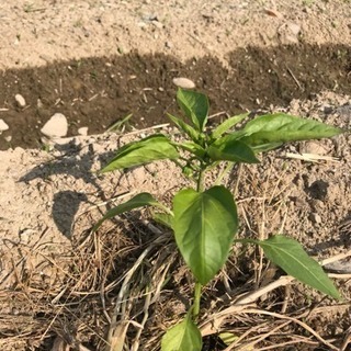 安全 安心な野生に近い野菜作り目指しています。 - 手伝って/助けて