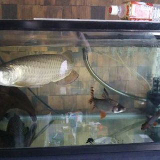 熱帯魚ノーザン