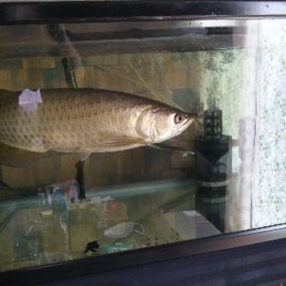 熱帯魚ノーザン