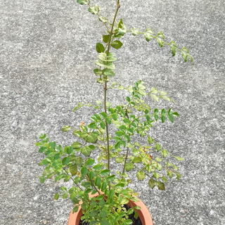 シマトネリコの鉢植え。200円です。