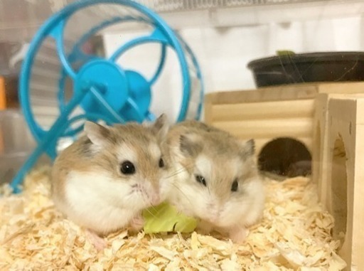 ロボロフスキーハムスター 里親募集 みー 能美のその他の里親募集 ジモティー