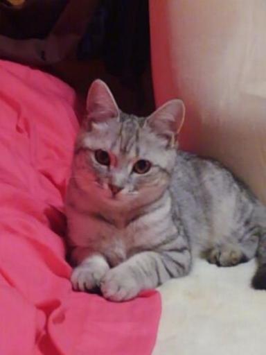 生後2週間親アメリカンショートと雑種白猫 Dai 南アルプスの猫の里親募集 ジモティー